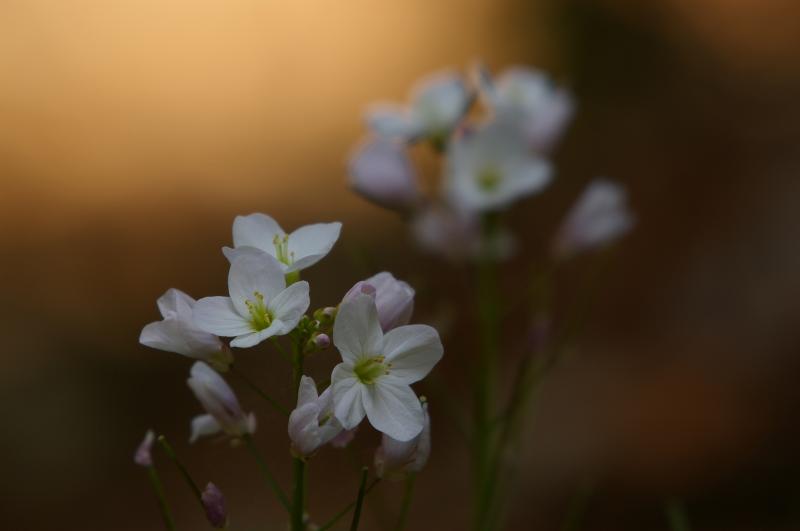 Flower in Big Sur