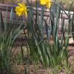 yellow daffodils