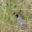 California Quail