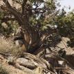 weathered tree, high desert