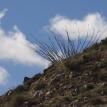 Blooming ocotillo plant with clouds